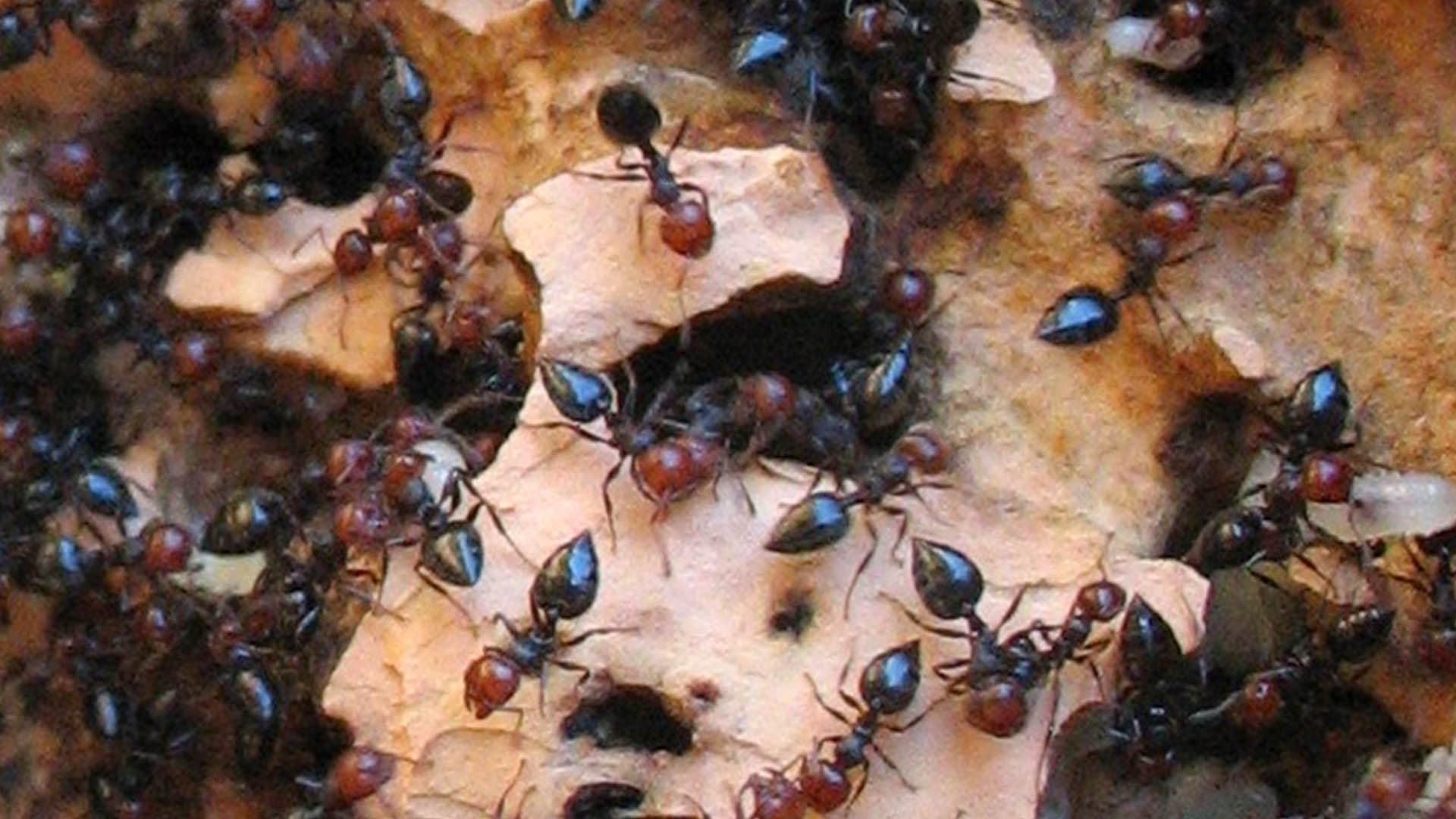 Behavioral Ecology