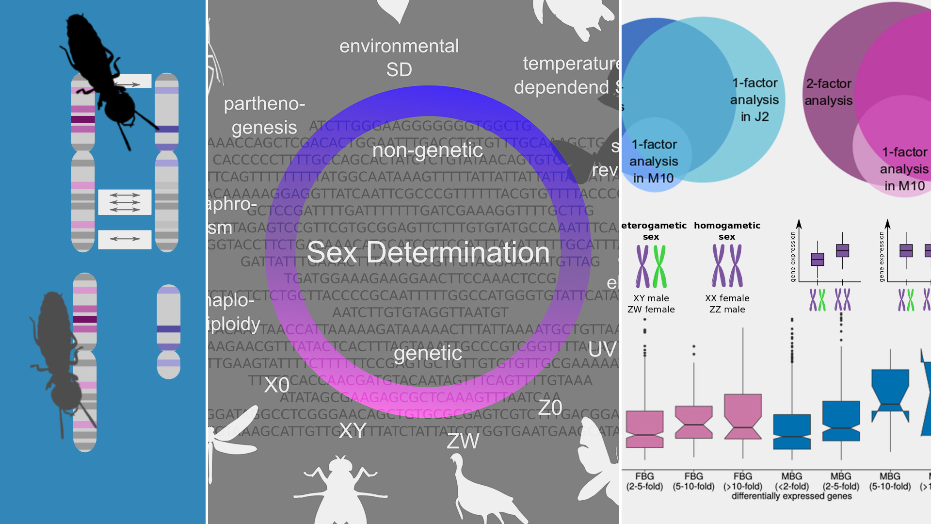 Evolutionary Genomics