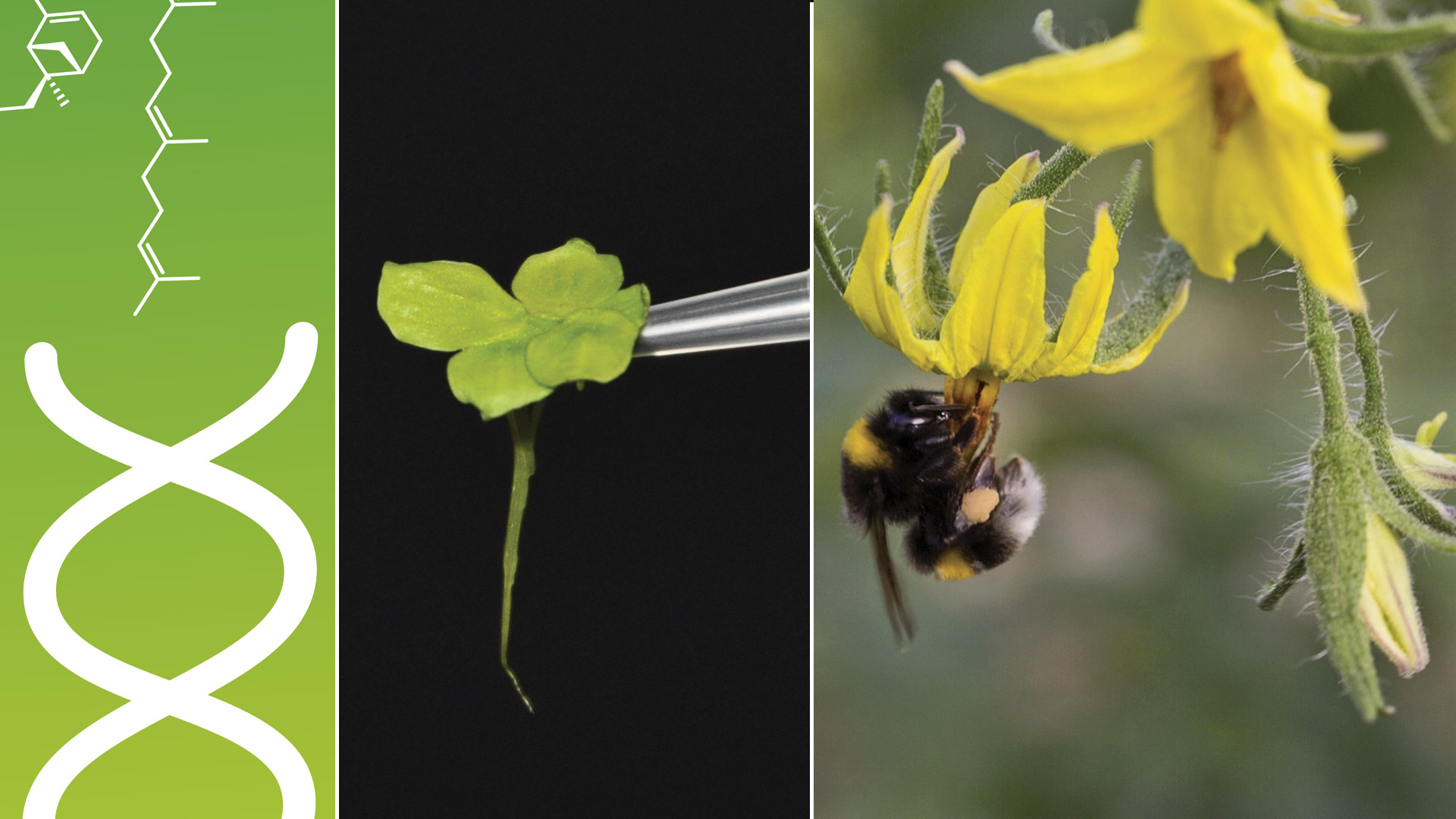 Evolutionary Plant Sciences and Biotic Interactions