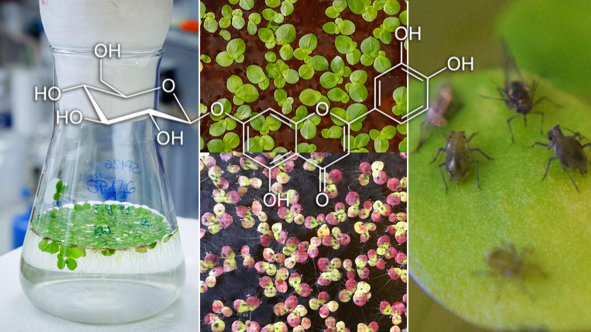 Evolutionary Ecology of Plants